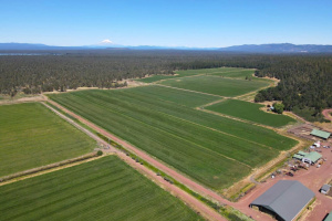 5 Springs Cattle and Hay Ranch